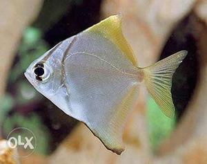 Mono angel fish