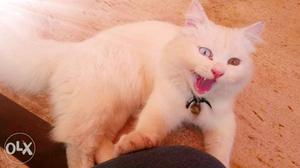 Odd Eyed Persian Cat