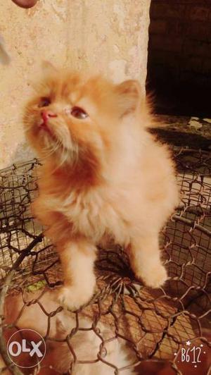 Orange Medium Fur Kitten
