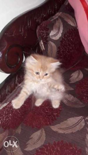 Orange Persion Kitten