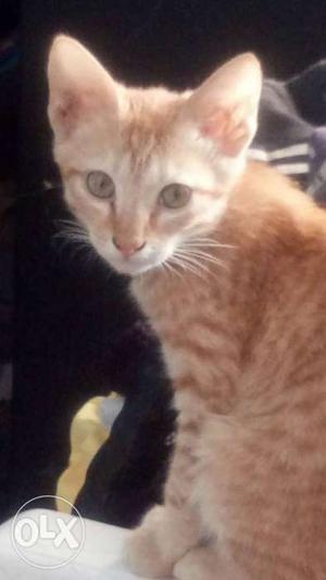 Orange Tabby Cat