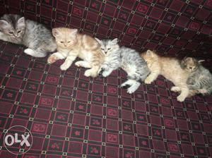 Original persian breed per cat  only for. sale