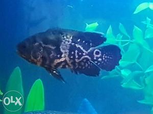 Oscar fish 3.5 inch approx. 2 piece.