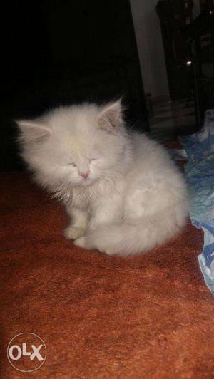 Persian, Pure White Kittens (05) available for sale