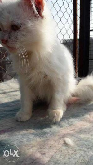 Persian White Cat