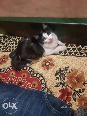 Persian black &greay for sale