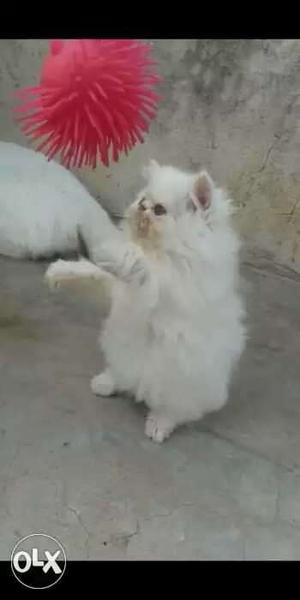 Persian cat available for sell in all over India