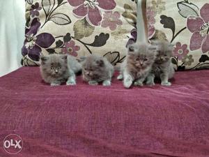 Persian cat available in Mumbai in all colors  each