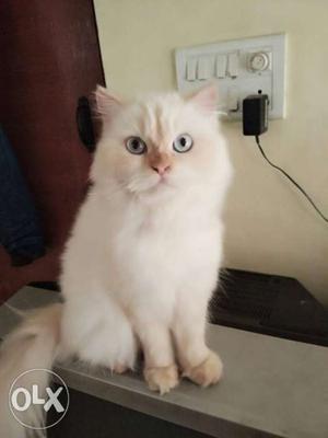 Persian cat female, color pointed, light blue