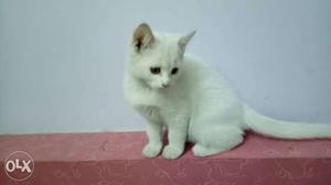 Persian cat female white colour 2½ months very