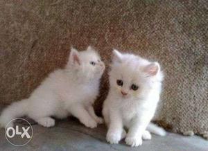 Persian cat kitten all Types pet deal sell and purchase