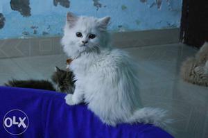 Persian cat kitten top quality triple furr coated persian