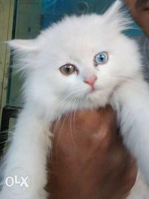 Persian cat. kittens available in udaipur.