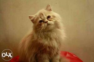 Persian cat kittens available we providid tripple furr