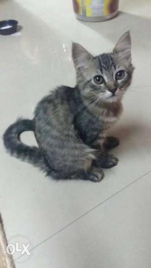 Persian female cute kitten