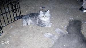 Persian female kitten..70 Day old