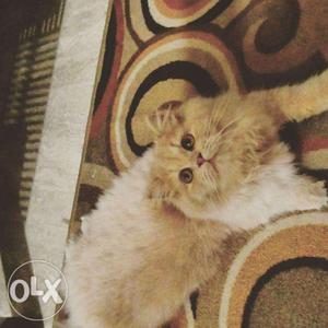 Persian female one year old cat for sale