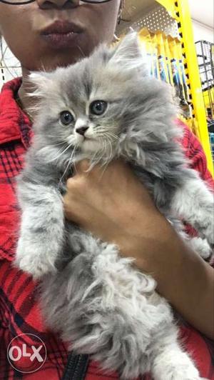 Persian kitten (37 days old)