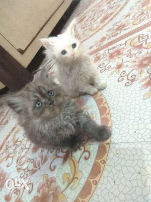 Persian kitten semi punch 2 months old available