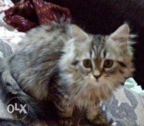 Persian kittens Male & Female of 4 months