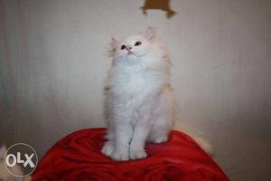 Persian kittens and other breeds kitten available