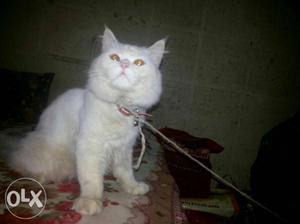 Persian male cat for sale 9months old