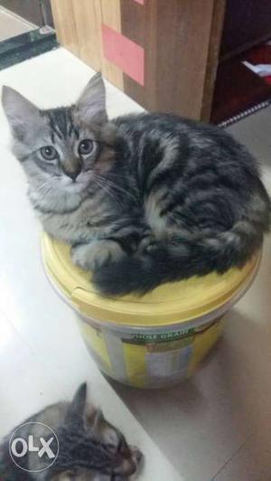 Persian male cute kitten