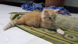 Persian orange male kitten