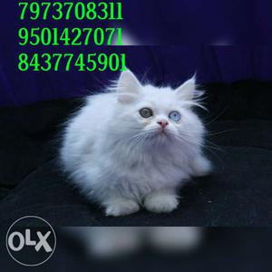 Persian,siamese,Tuxedo,himalayan and bengal kittens for