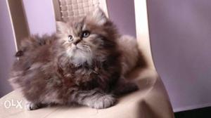 Persian single kitten  Himalayan