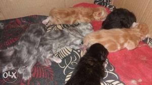 Pertion kittens booking available two oranch two black two