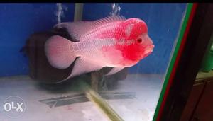 Pink And Red Flowerhorn