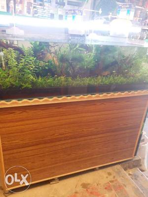 Planted tank oscar aquarium