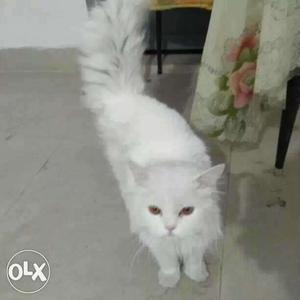 Presion cat male female available