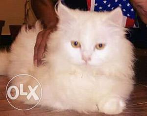 Pure doll face persian kittens for sale still weaning