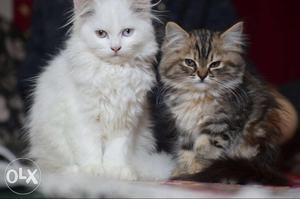 Pure. persian breed pair with all equipments litter