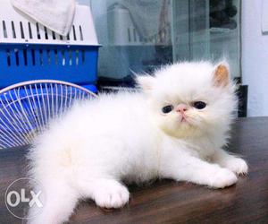 Pure white persian kitten