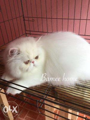 Pure white persian kitten for sale cash on delivery