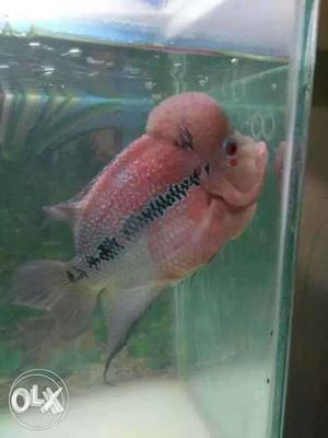 Red And Gray Flowerhorn Fish With Tank