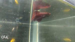 Red Betta Fish. very active.