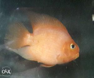Red Fish 4 5 Inches Breeding size Female sell or Exchange