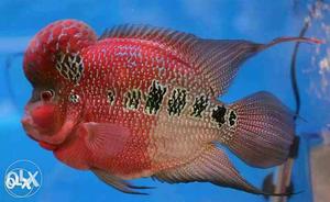 Red Flowerhorn & Silver A.rowana fish