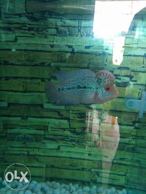 Red metallic magma flowerhorn, with full pearls and shiny