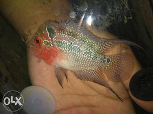 SRD Flowerhorn for sale at very low price. size