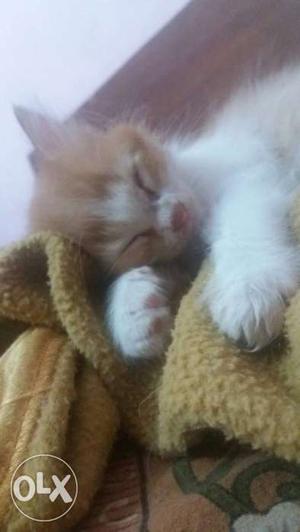 Semi persian male litter trained 2 months old good furr