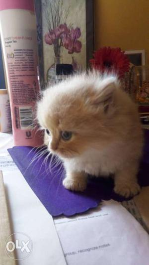 Semi punch kittens for sell double coated 3 fawn