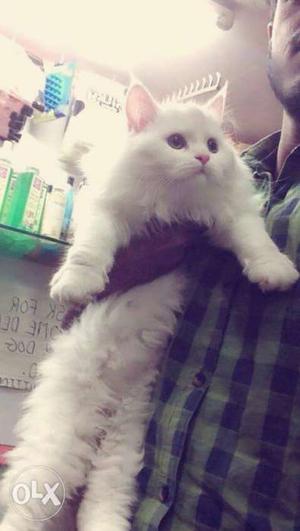 Semi punch pure sNow white female kitten available