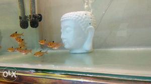 Serpae tetra fish for sale