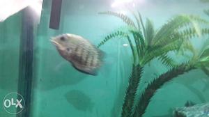 Severum 4 inch active and healthy