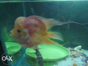 Short body albino flowerhorn fish male 8 months